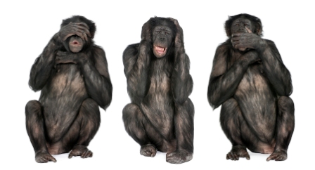 bigstock-Three-Wise-Monkeys-Chimpanze-55